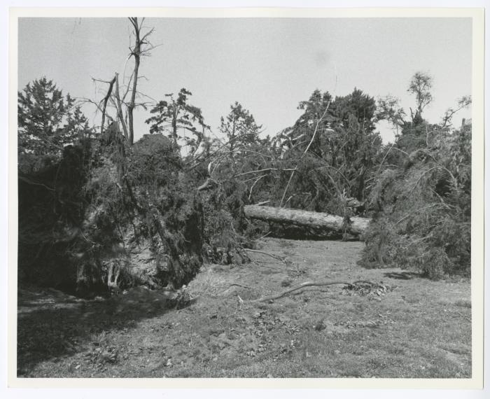 Hurricane Damage, Bayard Cutting Arboretum