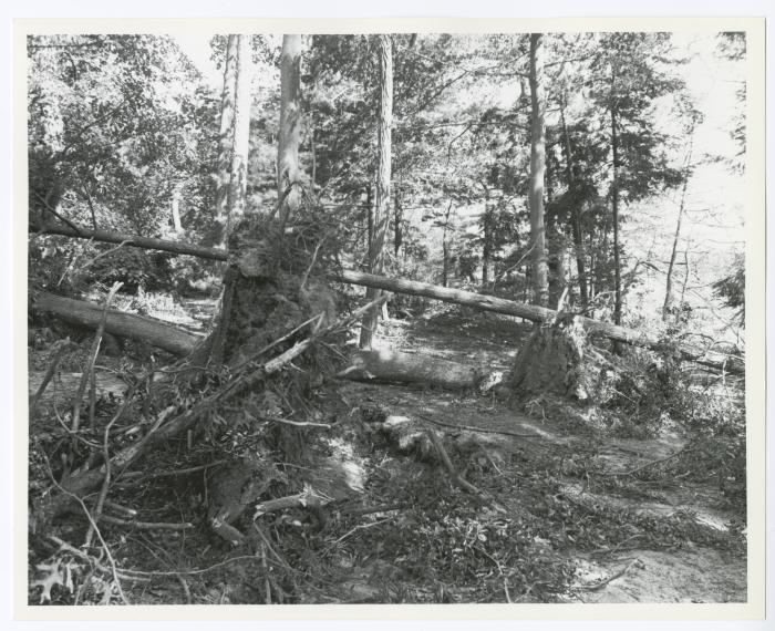 Hurricane Damage, Bayard Cutting Arboretum