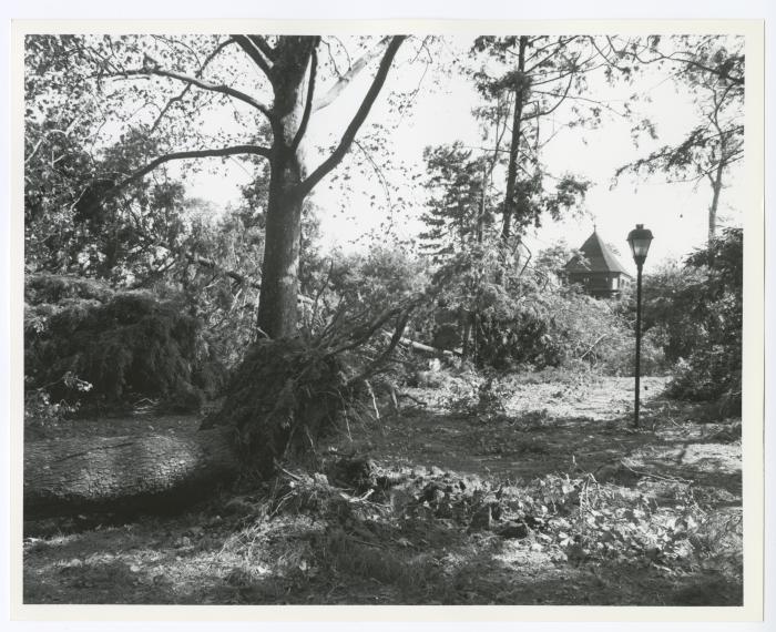 Hurricane Damage, Bayard Cutting Arboretum