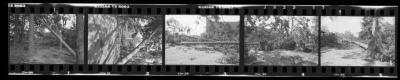 Hurricane Damage, Bayard Cutting Arboretum