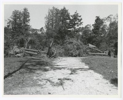 Hurricane Damage, Bayard Cutting Arboretum