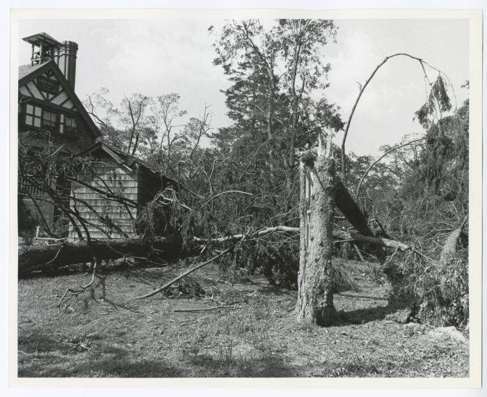 Hurricane Damage, Bayard Cutting Arboretum