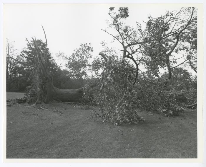Hurricane Damage, Bayard Cutting Arboretum