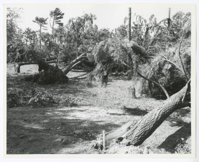 Hurricane Damage, Bayard Cutting Arboretum