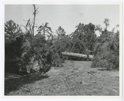 Hurricane Damage, Bayard Cutting Arboretum