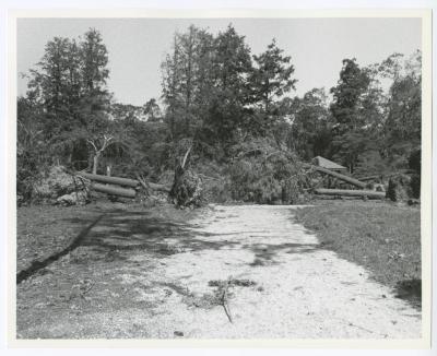 Hurricane Damage, Bayard Cutting Arboretum