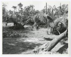 Hurricane Damage, Bayard Cutting Arboretum