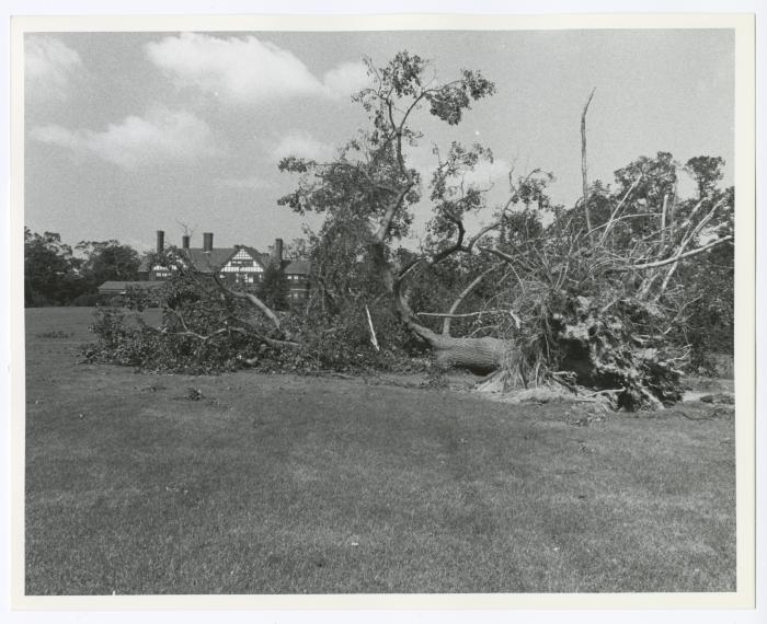 Hurricane Damage, Bayard Cutting Arboretum