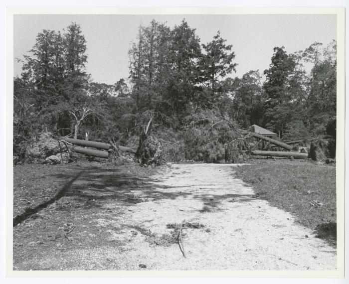 Hurricane Damage, Bayard Cutting Arboretum