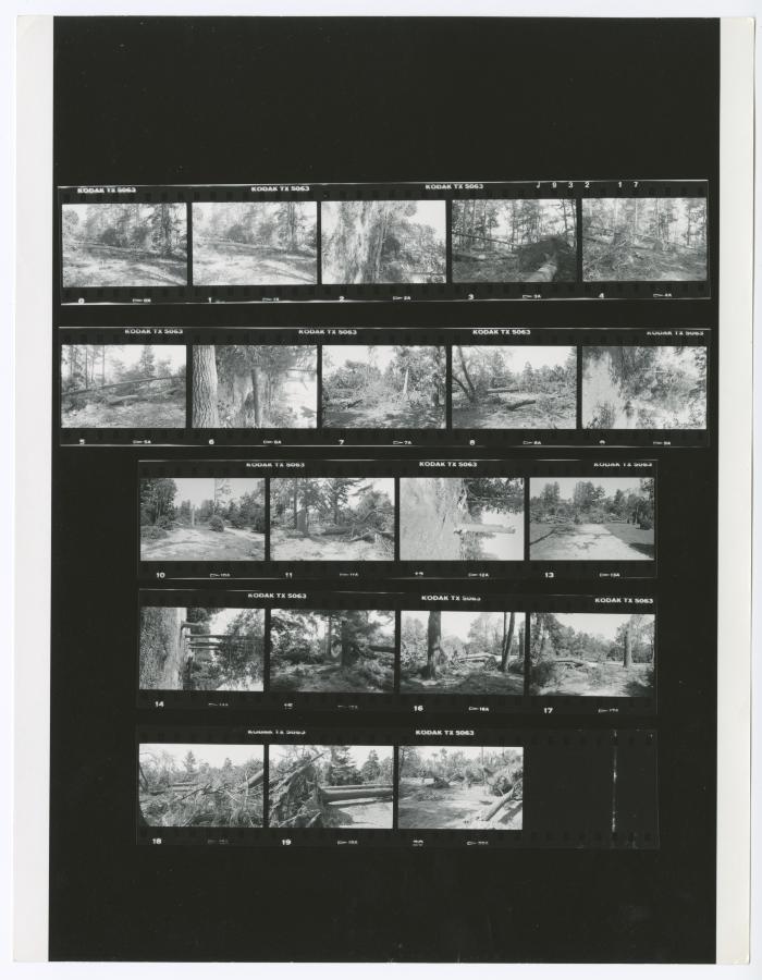 Hurricane Damage, Bayard Cutting Arboretum