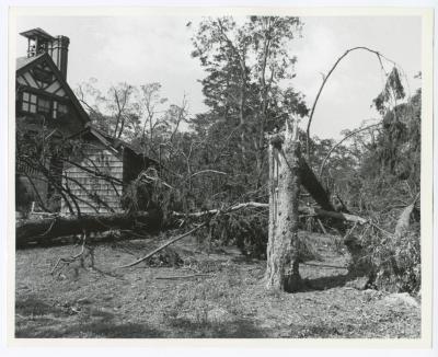 Hurricane Damage, Bayard Cutting Arboretum