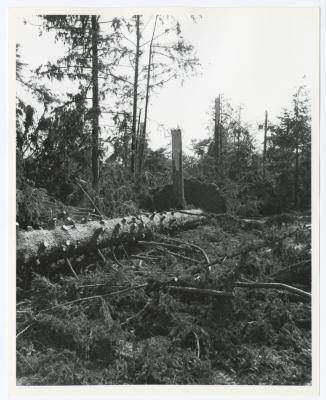 Hurricane Damage, Bayard Cutting Arboretum