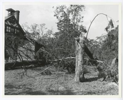 Hurricane Damage, Bayard Cutting Arboretum