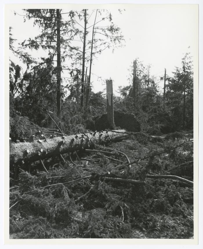 Hurricane Damage, Bayard Cutting Arboretum