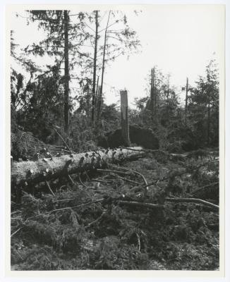 Hurricane Damage, Bayard Cutting Arboretum