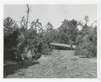 Hurricane Damage, Bayard Cutting Arboretum