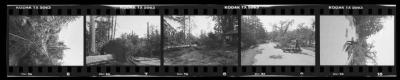 Hurricane Damage, Bayard Cutting Arboretum