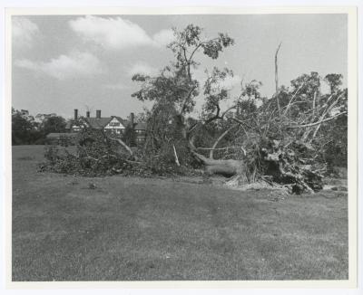 Hurricane Damage, Bayard Cutting Arboretum