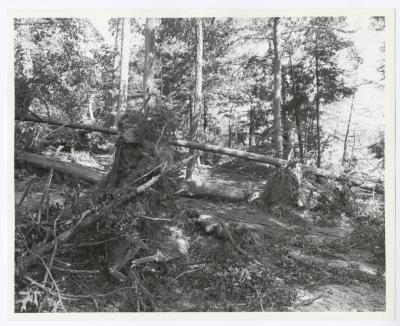 Hurricane Damage, Bayard Cutting Arboretum