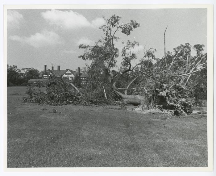 Hurricane Damage, Bayard Cutting Arboretum