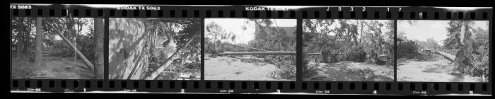 Hurricane Damage, Bayard Cutting Arboretum
