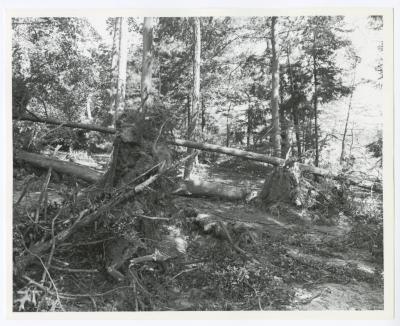 Hurricane Damage, Bayard Cutting Arboretum