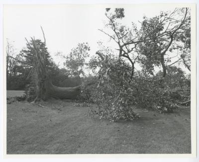 Hurricane Damage, Bayard Cutting Arboretum