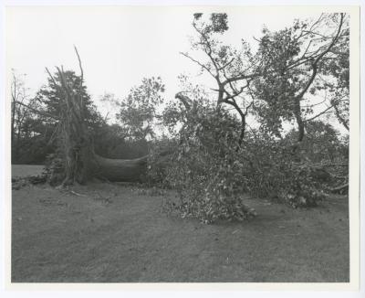 Hurricane Damage, Bayard Cutting Arboretum