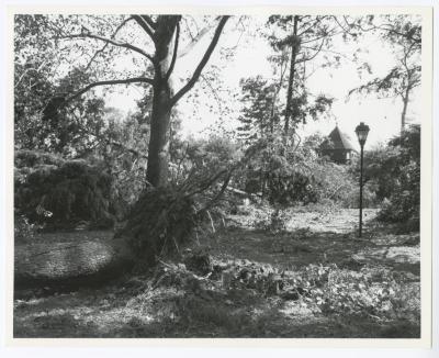 Hurricane Damage, Bayard Cutting Arboretum