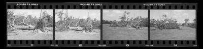 Hurricane Damage, Bayard Cutting Arboretum
