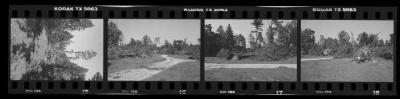 Hurricane Damage, Bayard Cutting Arboretum
