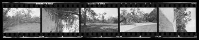 Hurricane Damage, Bayard Cutting Arboretum