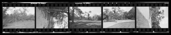 Hurricane Damage, Bayard Cutting Arboretum