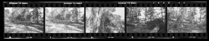 Hurricane Damage, Bayard Cutting Arboretum