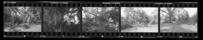 Hurricane Damage, Bayard Cutting Arboretum