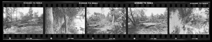 Hurricane Damage, Bayard Cutting Arboretum