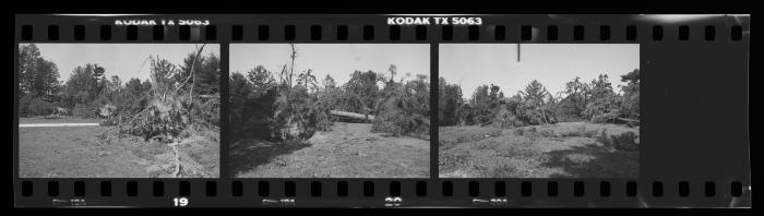 Hurricane Damage, Bayard Cutting Arboretum