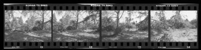 Hurricane Damage, Bayard Cutting Arboretum