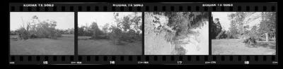 Hurricane Damage, Bayard Cutting Arboretum