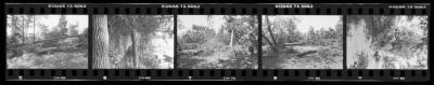 Hurricane Damage, Bayard Cutting Arboretum