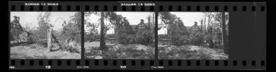 Hurricane Damage, Bayard Cutting Arboretum