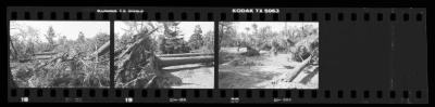 Hurricane Damage, Bayard Cutting Arboretum