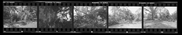 Hurricane Damage, Bayard Cutting Arboretum
