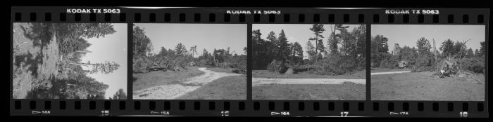 Hurricane Damage, Bayard Cutting Arboretum