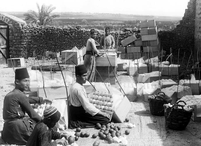 Packing Oranges for Shipment