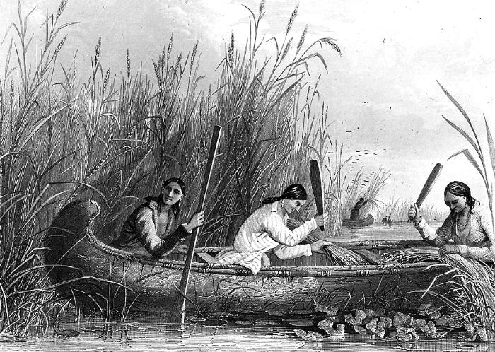 Native Americans. Indian Women Gathering Wild Rice