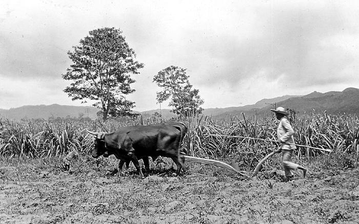 Venezuela.  Man with Goad Holding One-handle Plow Drawn by Oxen, Sugar-cane Field