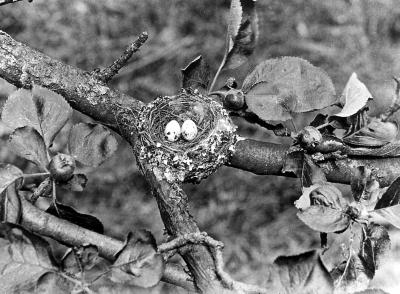 Birds - Pewee, Wood. Nest with two eggs in apple tree