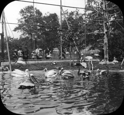 New York City. Bronx Park Zoological Gardens Aviary.