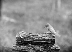 Birds - Pewee, Wood. Adult on drinking log, side-view. Photographed by G.A. Bailey. October, 1914.